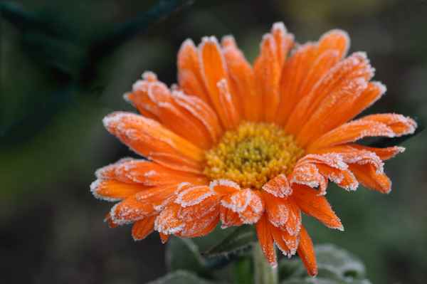 Raureifblüte