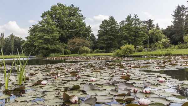 Seerosen im Wörlitzer Park