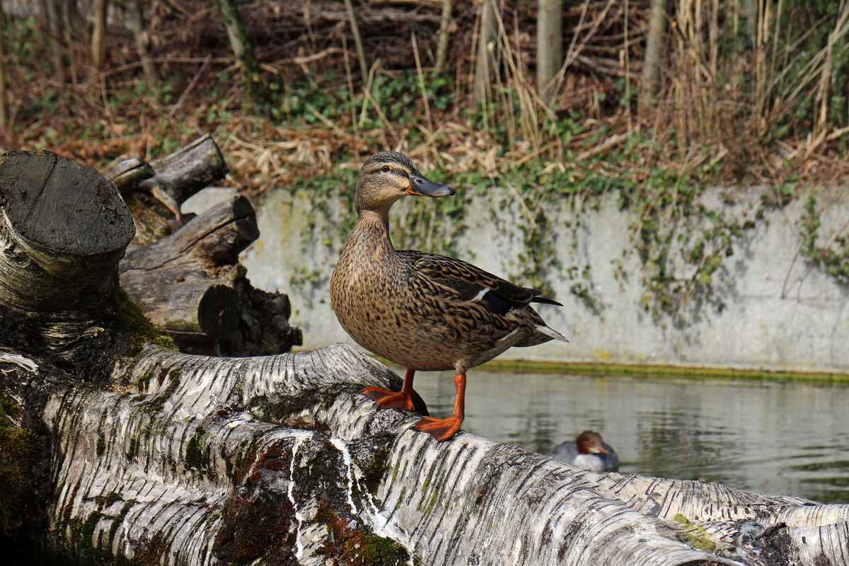 Ente