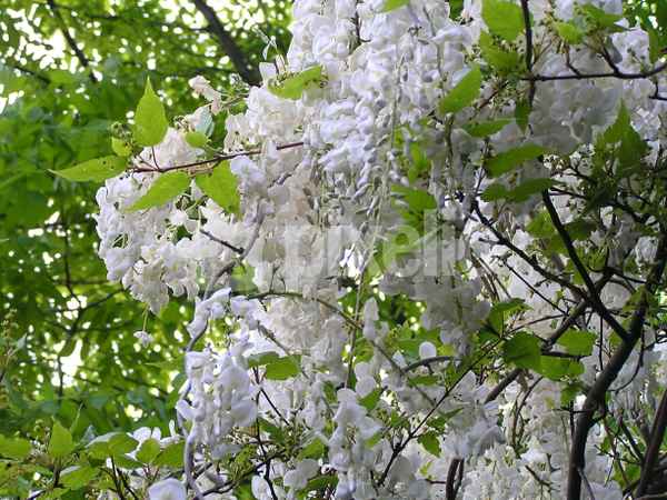 weisser Blauregen (Glyzine o. Wisteria)