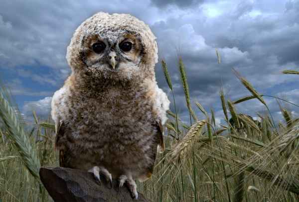 vogel der weisheit