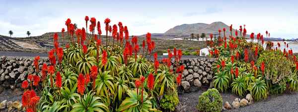 typisch Lanzarote