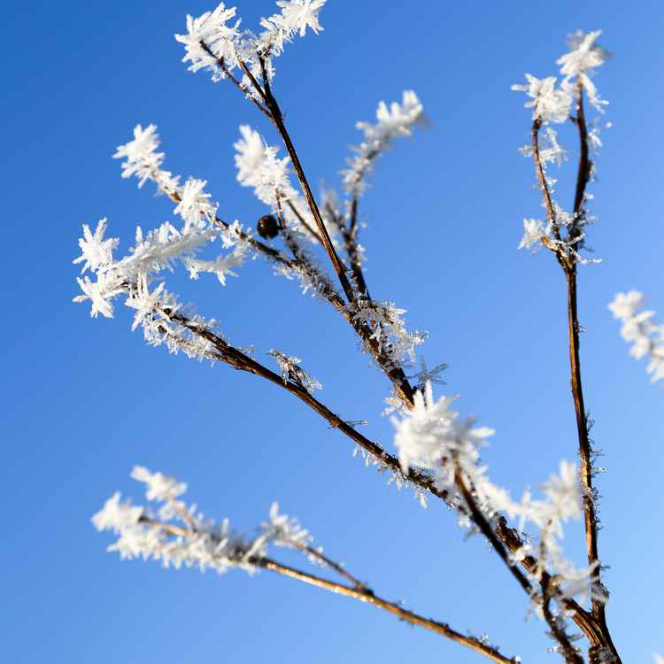 Wintergruss
