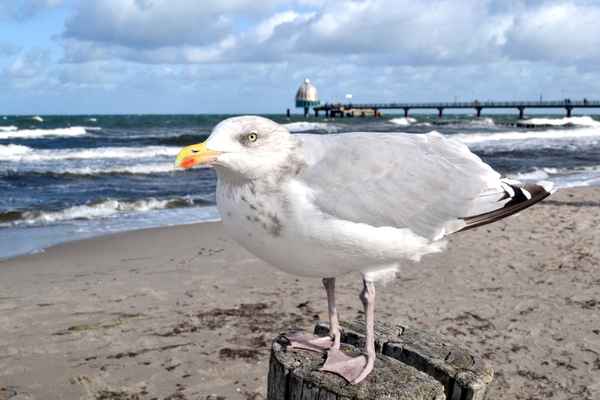 Möwe