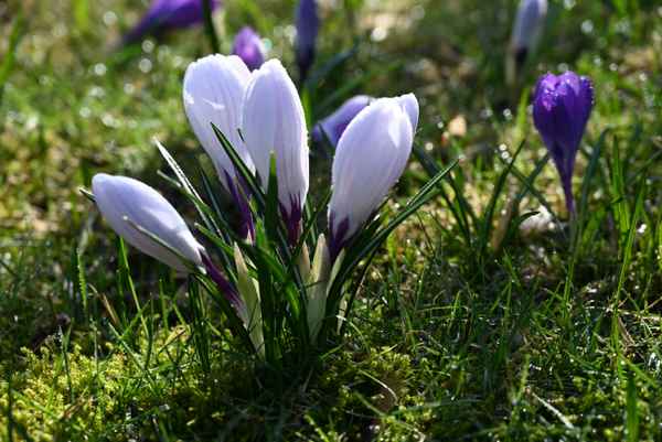 Krokusse im Morgenlicht