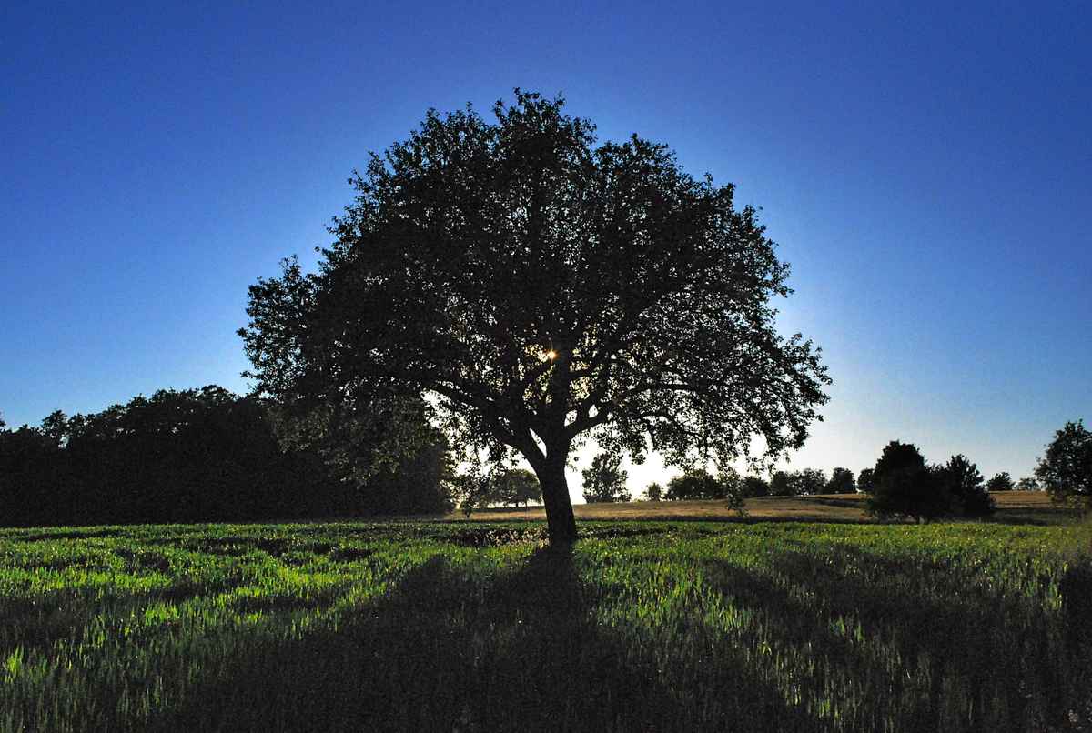 Baum der Erkenntnis
