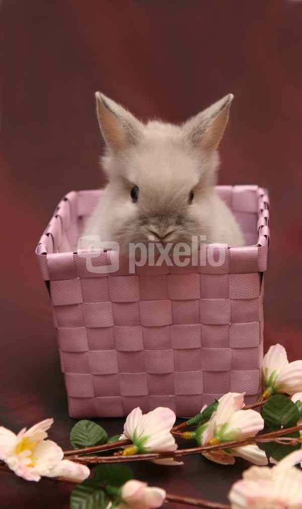 Noch ein Hase