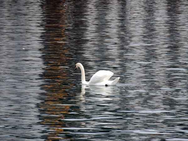 Einsamer Schwan