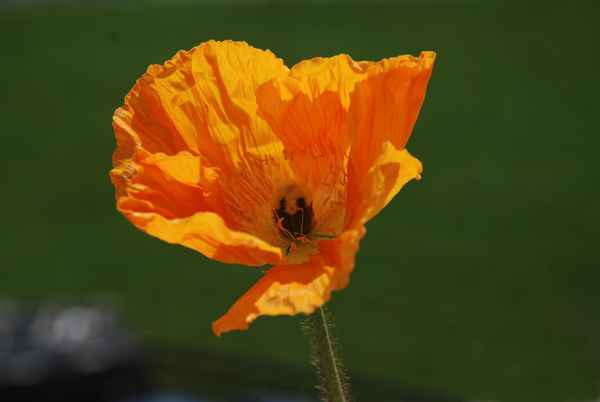 Mohnblume