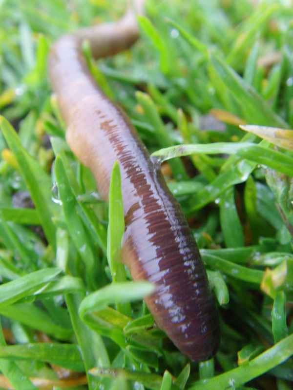 Gemeiner Regenwurm nimmt eine Dusche...