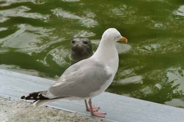Möwe & Robbe
