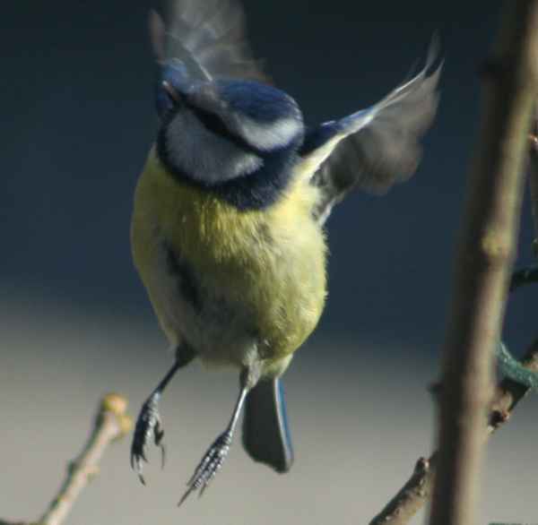 Blaumeise hebt ab