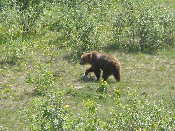 BRAUNBÄR IN FREIER WILDBAHN