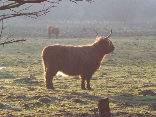 Highland Cattle