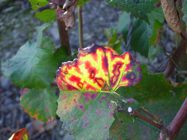 leuchtendes Rebenblatt