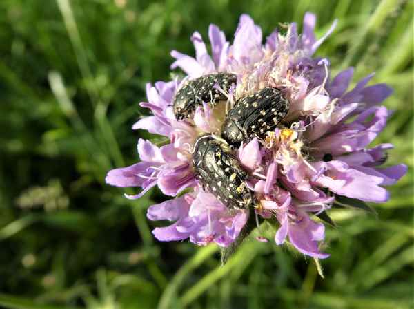Rote Liste - Bürsten-Rosenkäfer-Trio
