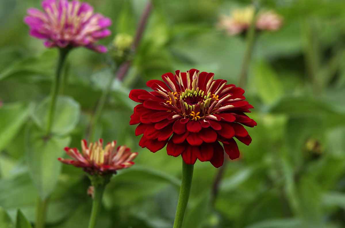 Zinnien 2