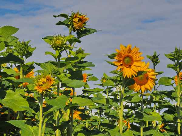 sommer, sonne, sonnenblumen