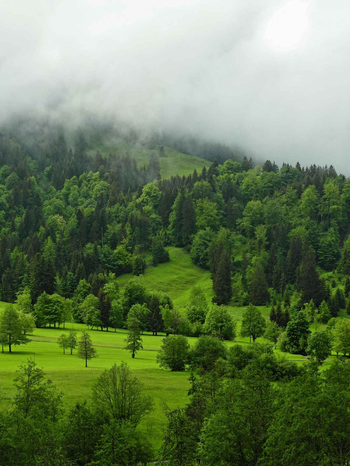 Allgäu im Nebel