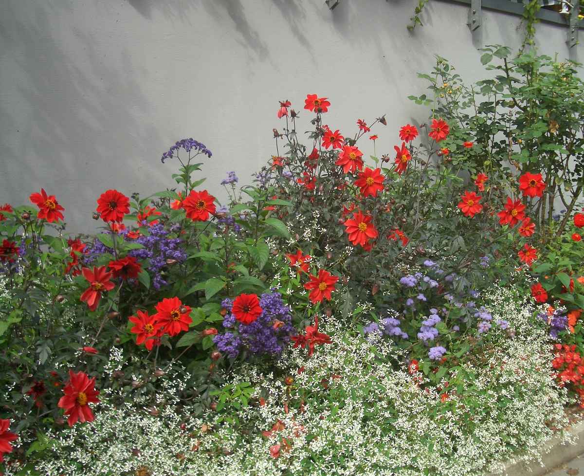 Mauerblümchen