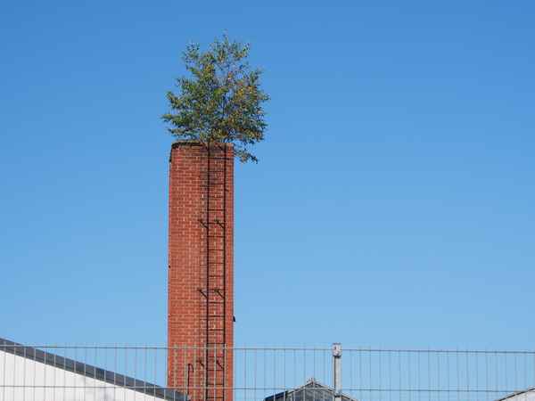 ich wachse überall, wenn du mich lässt