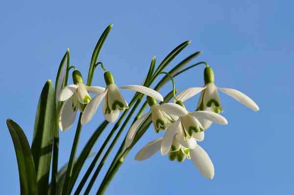 Galanthus