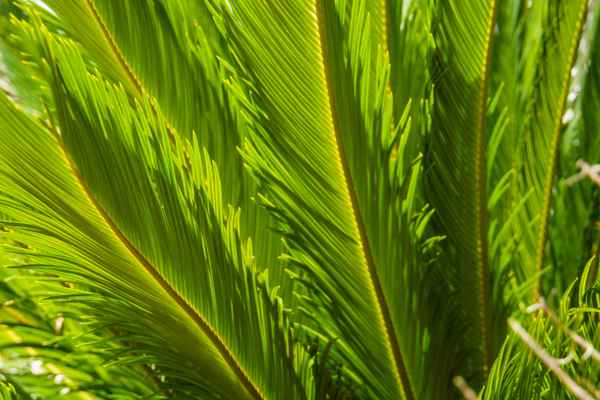 Palmwedel im Gegenlicht