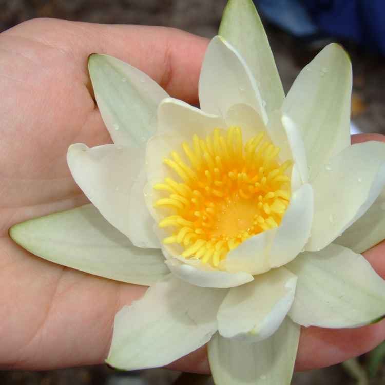 Seerose auf einer Hand