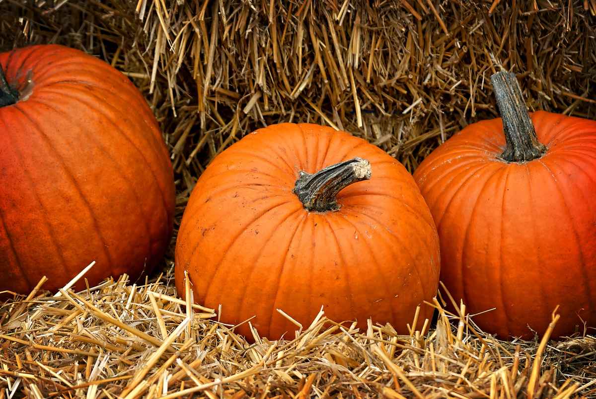 Herbstzeit I