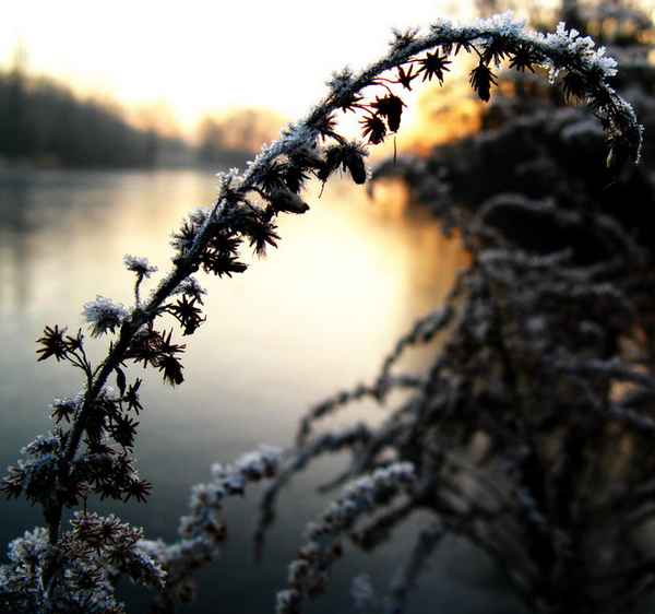 Strauch am See