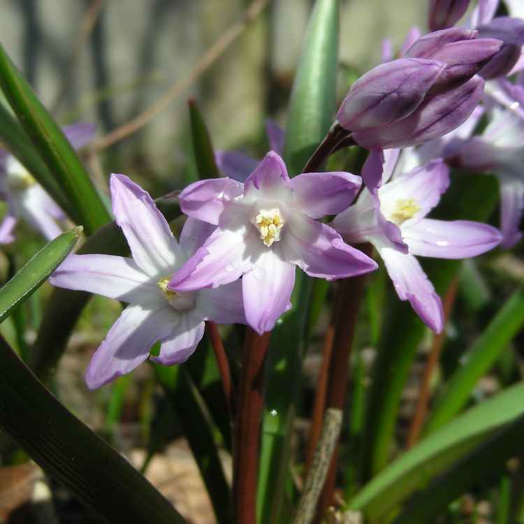 Scilla - rosa