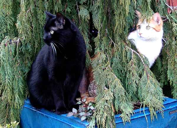 Ja wo ist denn nun der dritte Mann ? Pardon - Kater ??