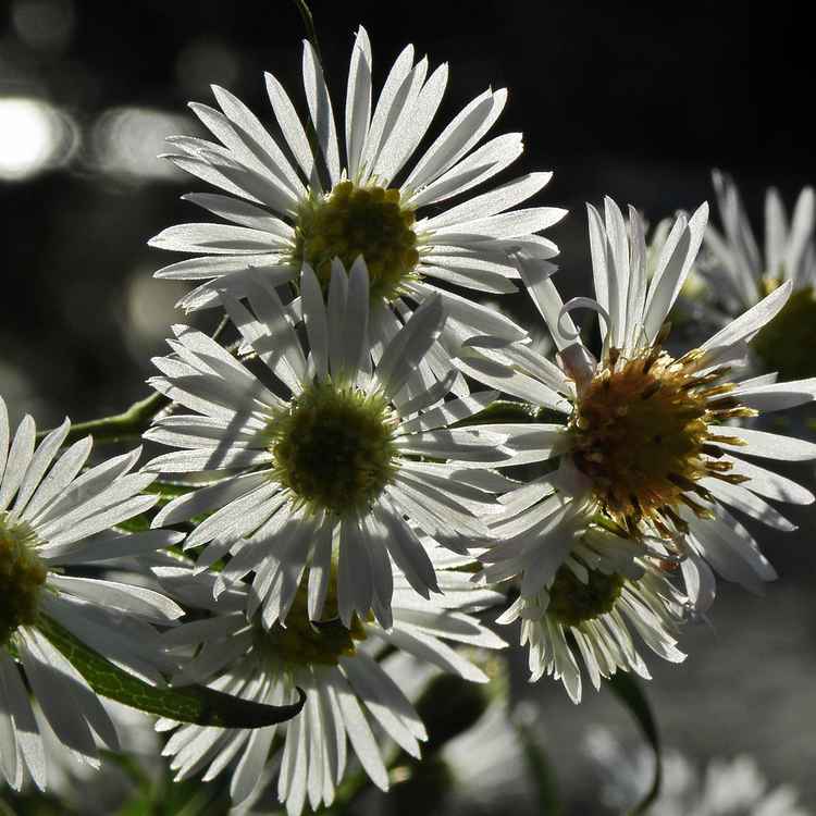 Herbstastern