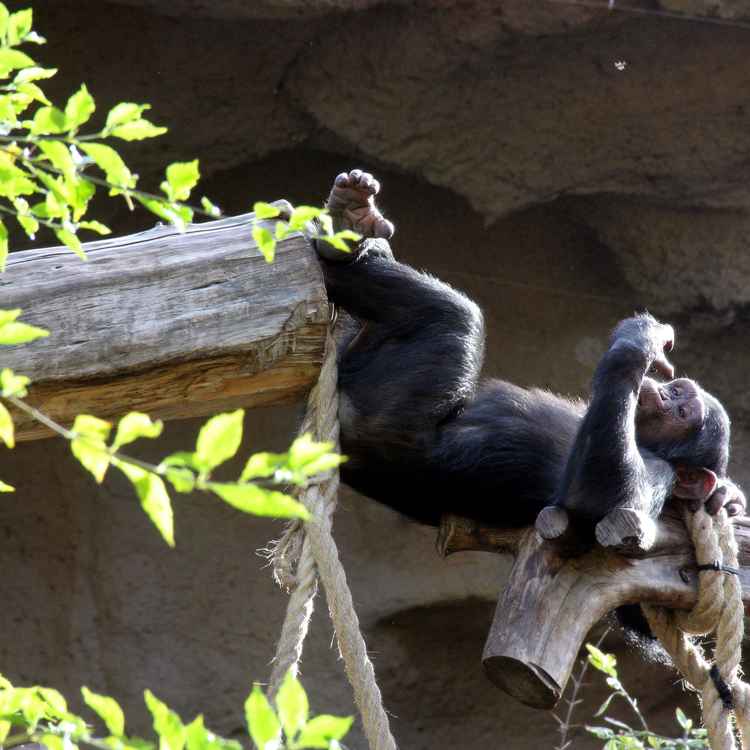 Er macht es sich bequem ...