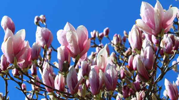 FRÜHLINGSERWACHEN II