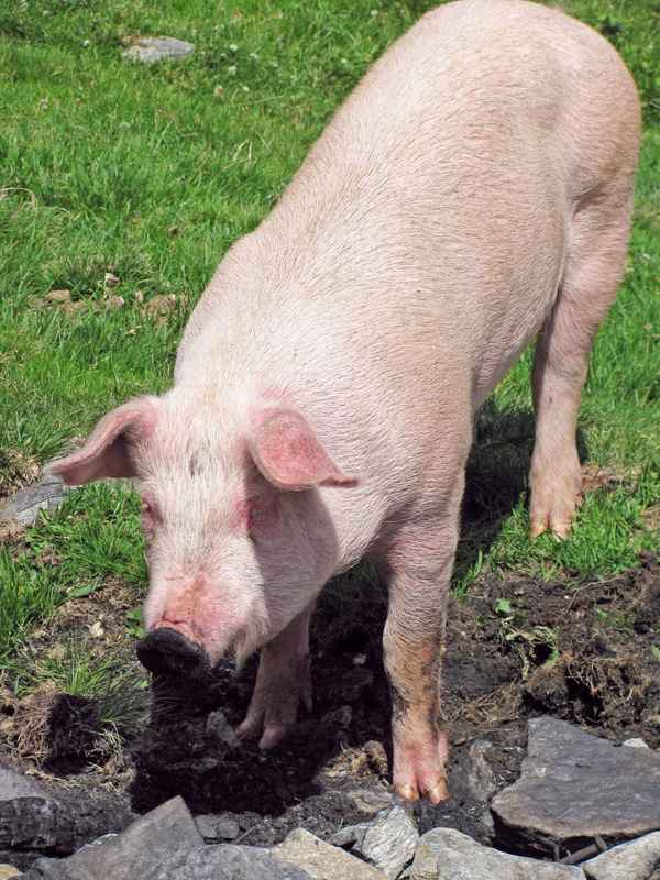 Schwein der Sorte "Glücklich & Freilaufend"!