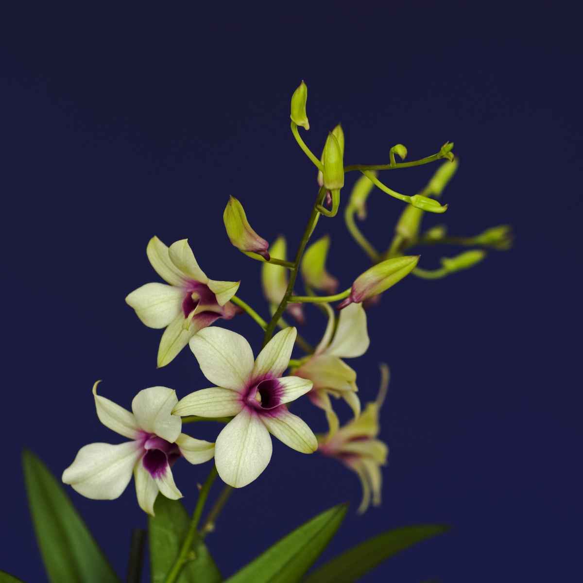 Orchideen