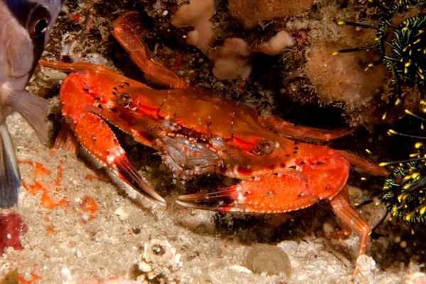 In der Tiefe des Meeres