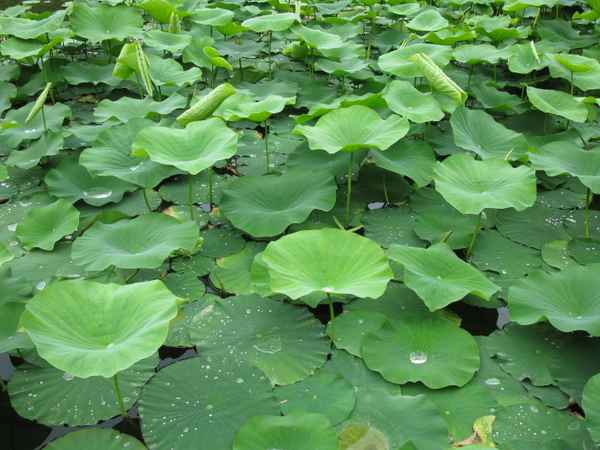 Lotusblätter