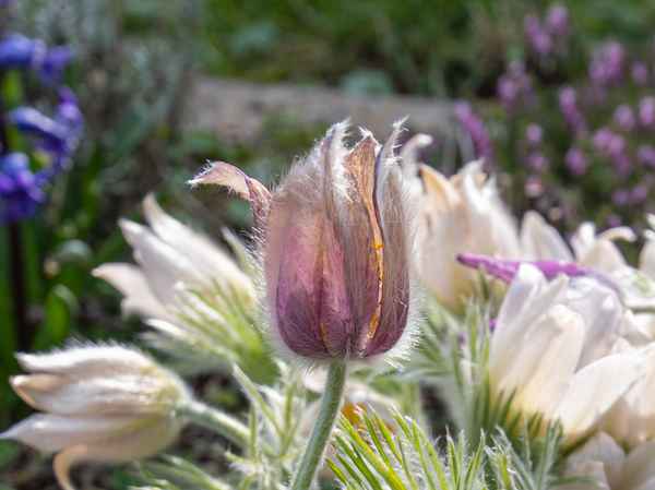 Küchenschelle, Kuhschelle