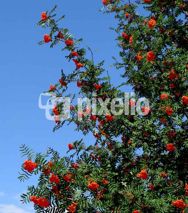 Vogelbeeren