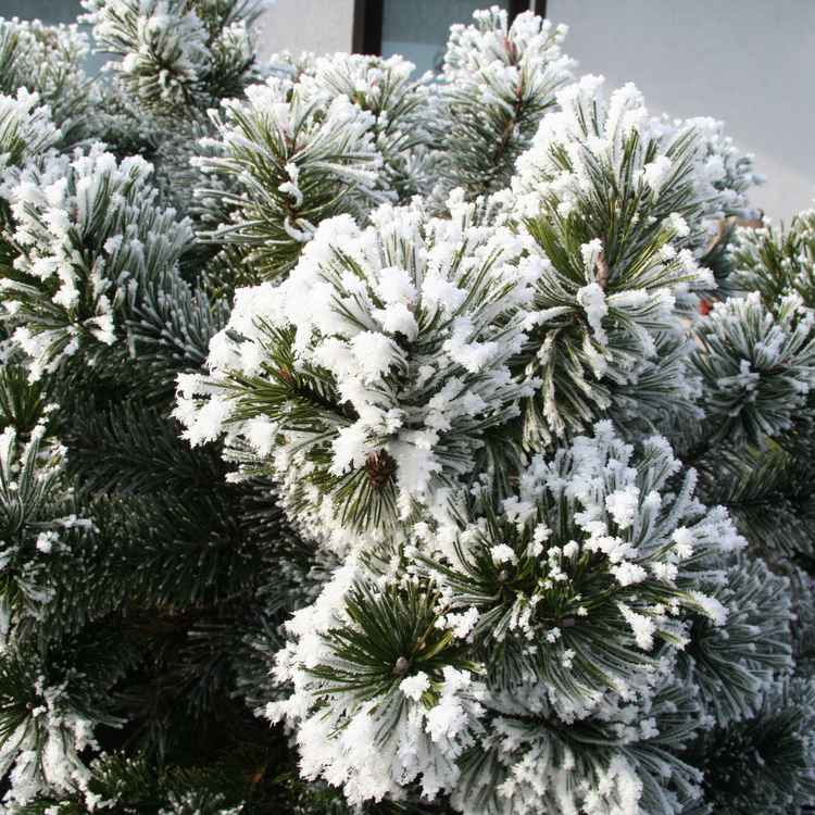 Kieferzweige, bereift