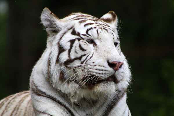 Weißer Tiger