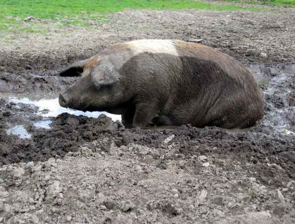 Rotbraunes Husumer Schwein vom Lütjensee im Grossraum Hamburg