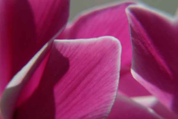 Orchideen Blüten Macro