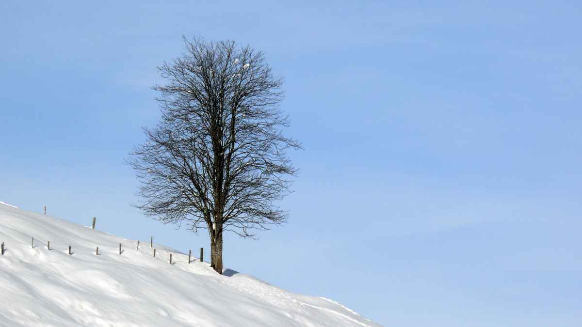 Winterbaum