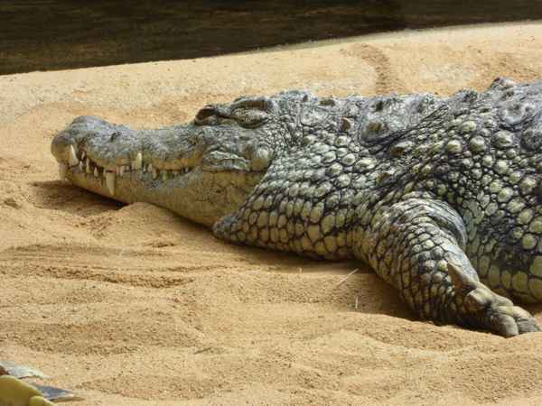 Krokodil