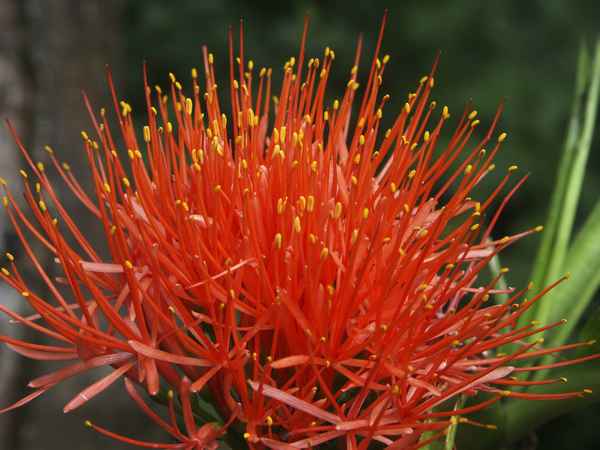 Exotische Blüte in Farbe