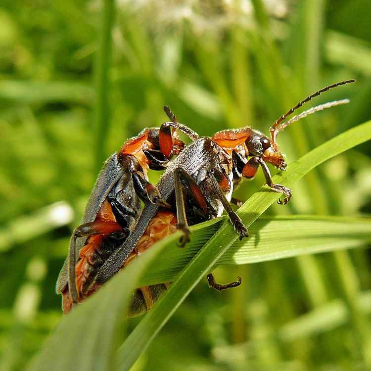 "Ein schwerer Brocken!"