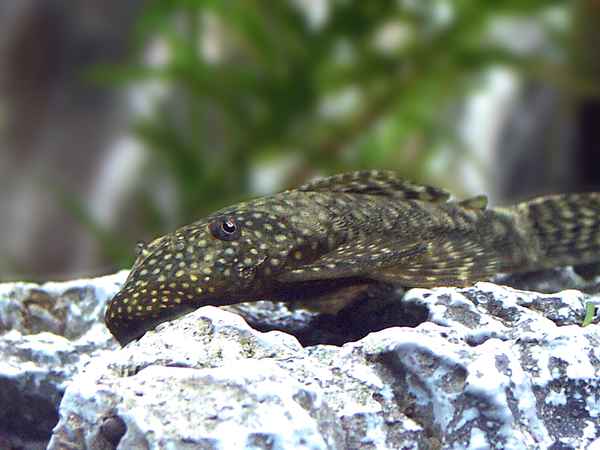 Antennenwels Weibchen